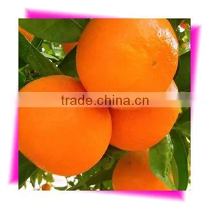 Kinnow Citrus Fruit Mandarin thumbnail-1