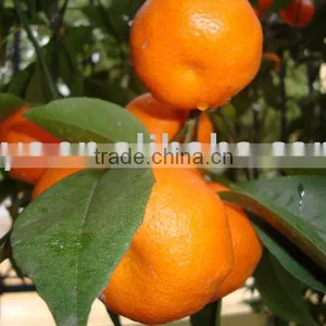 Chinese Nanfeng Orange thumbnail-1