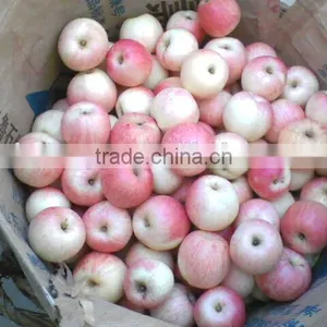 Fresh Chinese Red Gala Apple 2014 Crop thumbnail-2