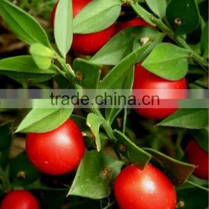 Manufactory Ruscus Aculeatus Powder thumbnail-2