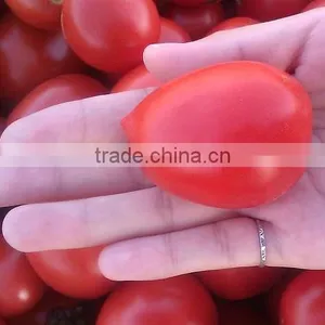Dried Tomatoes / Good Quality Dried Tomato thumbnail-1