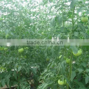 Polycarbonate Sheet Greenhouse thumbnail-5