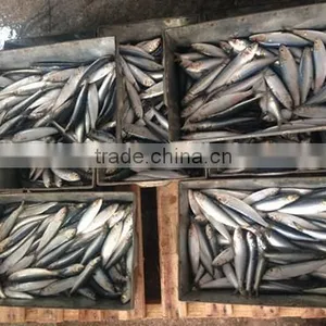 Sardinella Aurita thumbnail-4
