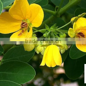 Cassia Glauca (Cassia Surattensis) thumbnail-2