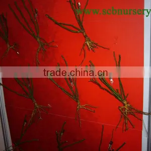 Peony Bonsai Nursery Plant Supplier thumbnail-1