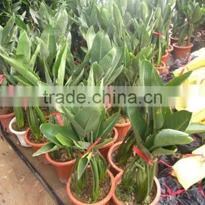 Strelitzia Reginae Indoor Hotel Gardening Plants thumbnail-1
