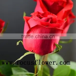 Wholesale Kunming Flower Exporter Ecuador Rose Carola in Good Quality thumbnail-1