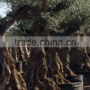 Olive Tree "Lechin"- Olea Europaea "Lechin" thumbnail-6
