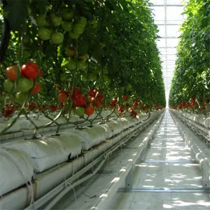 Intelligent Glass Greenhouse With Hydroponic System thumbnail-3