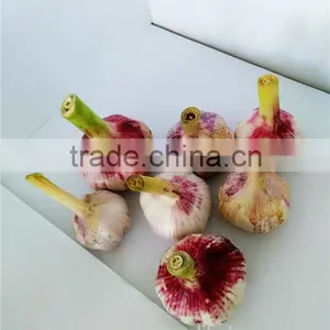Wholesale Fresh Garlic China Garlic Price thumbnail-2