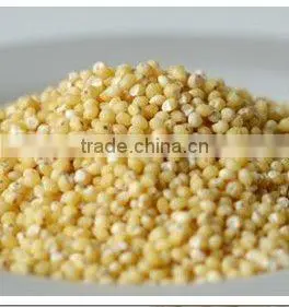 Millet thumbnail-1