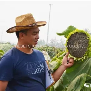 Raw Natural Chinese Black Sunflower Seeds for Planting thumbnail-2