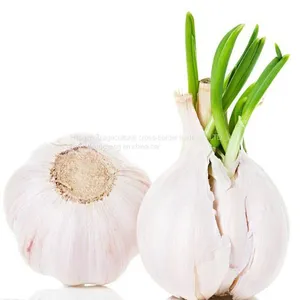 In 2021 China Shandong Fresh Garlic 5 cm thumbnail-3