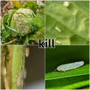 Compound Insecticide Pymetrozine 60% Nitenpyram 20% WDG thumbnail-2