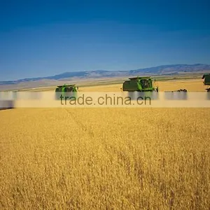 WHEAT thumbnail-4