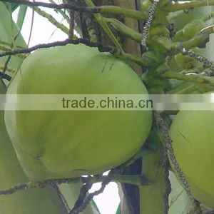 Tasty Fresh Matured Coconut Price thumbnail-3