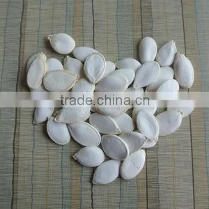 Crop 2015 Snow White Pumpkin Seeds 9cm up thumbnail-5