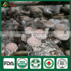 Dried Shiitake Mushroom Powder,Organic Shiitake,Rare Edible Mushroom thumbnail-1