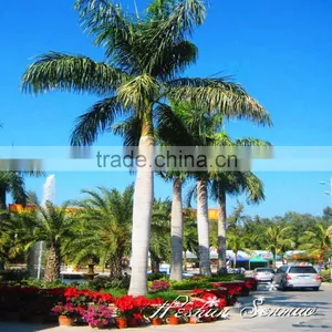Factory Customize Artificial Outdoor Coconut Palm Tree Plastic Tall Tree With High Simulation thumbnail-2