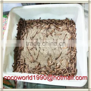 Birds That Eat Mealworms/what to Feed Meal Worms/crickets and Mealworms for Sale thumbnail-6