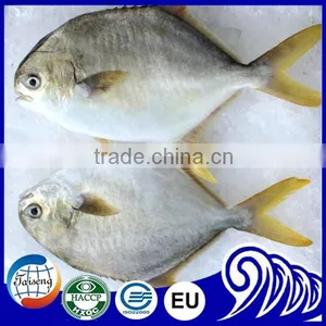 Frozen White Pomfret Fish thumbnail-5