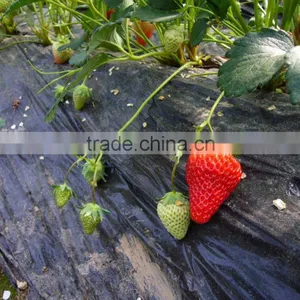 New Fresh Dandong Big Size Strawberry thumbnail-3