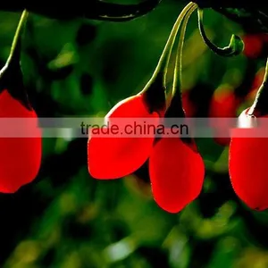 Natural High Quality BNP-Goji Fruit Concerntrate Juice thumbnail-1