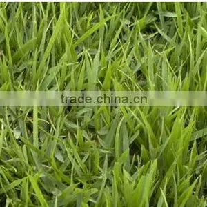 Zoysia Japonica thumbnail-2