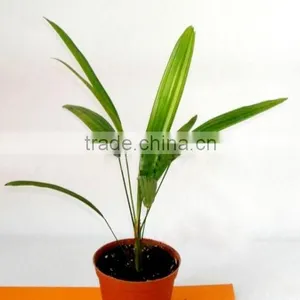Bamboo Seedling thumbnail-1