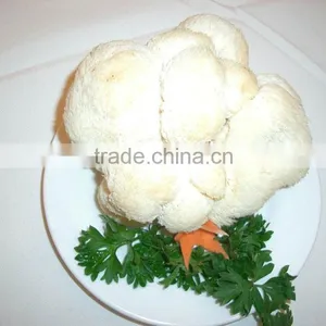 Hericium Erinaceus thumbnail-1