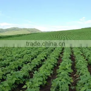Emulsion Type China Soy Protein Isolate 90% thumbnail-5