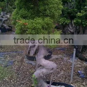 Thailand Ficus thumbnail-1