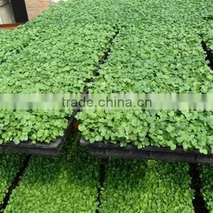 The Newest Promotion Personalized Rice Seedling Tray Wholesale thumbnail-3