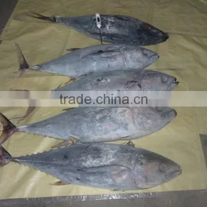 Frozen Yellowfin Tuna Whole thumbnail-6
