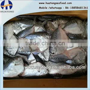 Frozen Moonfish 200-300g/pc Whole Round Mene Maculata thumbnail-1
