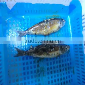 New Season Wholesale Fresh Fish thumbnail-1