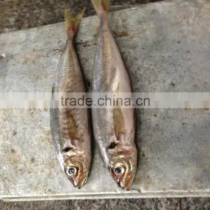 Frozen Horse Mackerel thumbnail-6