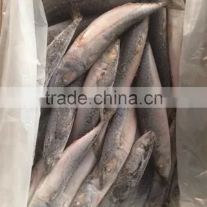 WR BQF Frozen Pacific Mackerel 200-300g thumbnail-1