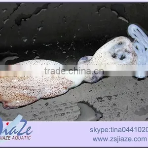 Frozen Baby Squid BQF OR IQF thumbnail-3