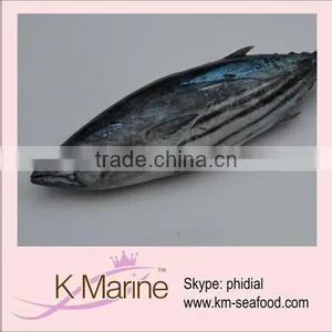 Frozen Live Fish Fresh Whole Tuna thumbnail-1