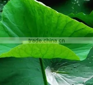 Lotus Leaf Extract Powder/Lotus Leaf Extract Nuciferine thumbnail-1