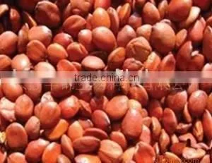 Herbal Extract Semen Ziziphi Spinosae P.E. thumbnail-1