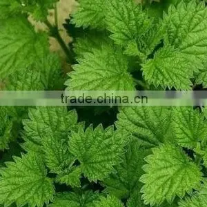 Chinese Peppermint Essential Oil thumbnail-1