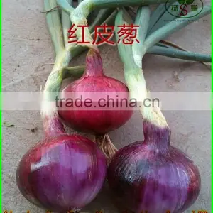 Sell Cheap Onion 2016 Spring Onion Red/Yellow/White Onion thumbnail-2