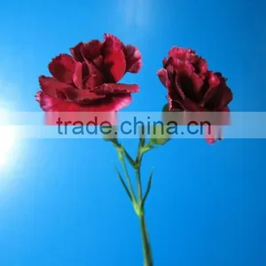 2016 Most Popular Long Stem Fresh Spray Carnations Cuttings thumbnail-6