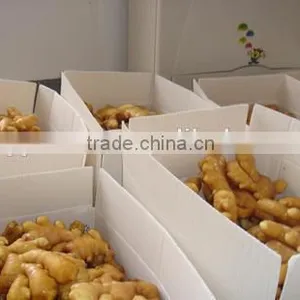 New Crop Ginger Root Wholesale Price With High Quality thumbnail-1