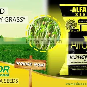 Top Quality Alfalfa Seeds thumbnail-1