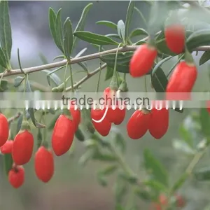 China Dried Fresh Goji Berry thumbnail-3