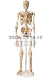 Natural Color Wooden Skeleton Art Manikin thumbnail-1