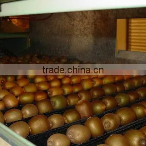 Sweet Kiwi Fruit thumbnail-1